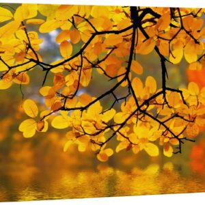 wall26 Canvas Print Wall Art Yellow Leaves in The Forest with Bokeh Camera Effect Floral Nature Photography Realism Bohemian Scenic Relax/Calm Cool for Living Room, Bedroom, Office - 24"x36"