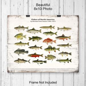 Vintage Rustic Fish Wall Art Decor Poster Print - Freshwater Bass, Trout Fishing Picture for Lake House, Cabin - Boho Shabby Chic Farmhouse Style Sign Plaque Replica - Gift for Fisherman - Unframed