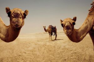 close up of camels in desert photos doha qatar photo photograph camel pictures for wall africa wildlife egyptian pyramids camel travel tourism cool wall art print poster 36x24