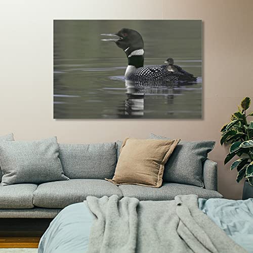 Common Loon with Chick on Water Back Call Picture Poster Wall Decoration Poster in Kamloops, British Canvas Painting Posters And Prints Wall Art Pictures for Living Room Bedroom Decor 24x36inch(60x90