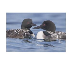 Common Loon Baby Bird Family Canvas Poster Bedroom Decor Sports Landscape Office Room Decor Gift,Canvas Poster Wall Art Decor Print Picture Paintings for Living Room Bedroom Decoration 08x12inch(20x30