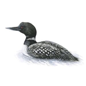 loon watercolor print (8x10 inches)