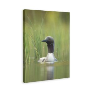 black throated loon birds canvas poster bedroom decor sports landscape office room decor gift,canvas poster wall art decor print picture paintings for living room bedroom decoration 8x12inchs(20x30cm)