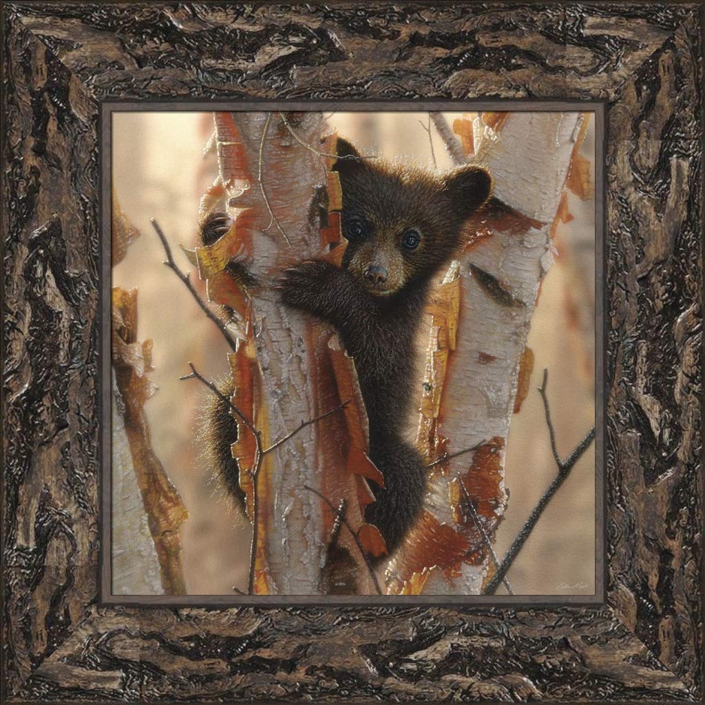 Home Cabin Décor Curious Cub II by Collin Bogle 25x25 Baby Bear Sitting in Birch Tree Framed Art Print Picture