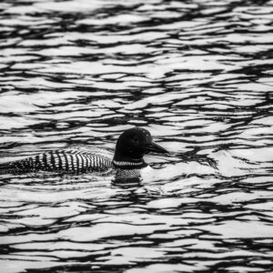 Swimming Loon on Water Bird Photography Unframed Black and White Print Nature Photo Silver Gray Wall Art Monochrome Home Decor