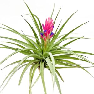 ragnaroc Air Plants - Flowering Tillandsia Stricta Large 5" - 1ct - Live Arrival Guaranteed - House Plants for Home Decor & Gift