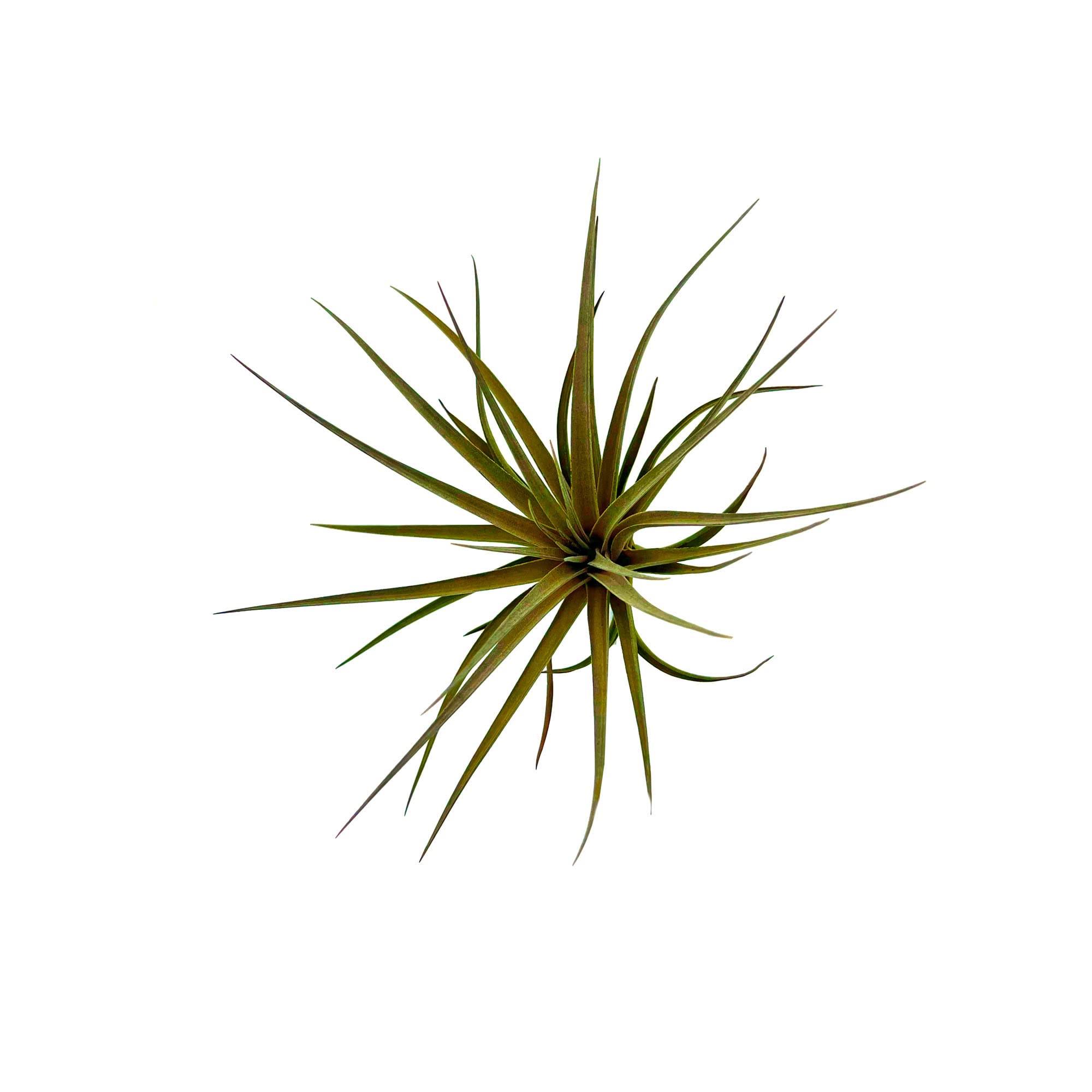 ragnaroc Air Plants - Flowering Tillandsia Stricta Large 5" - 1ct - Live Arrival Guaranteed - House Plants for Home Decor & Gift