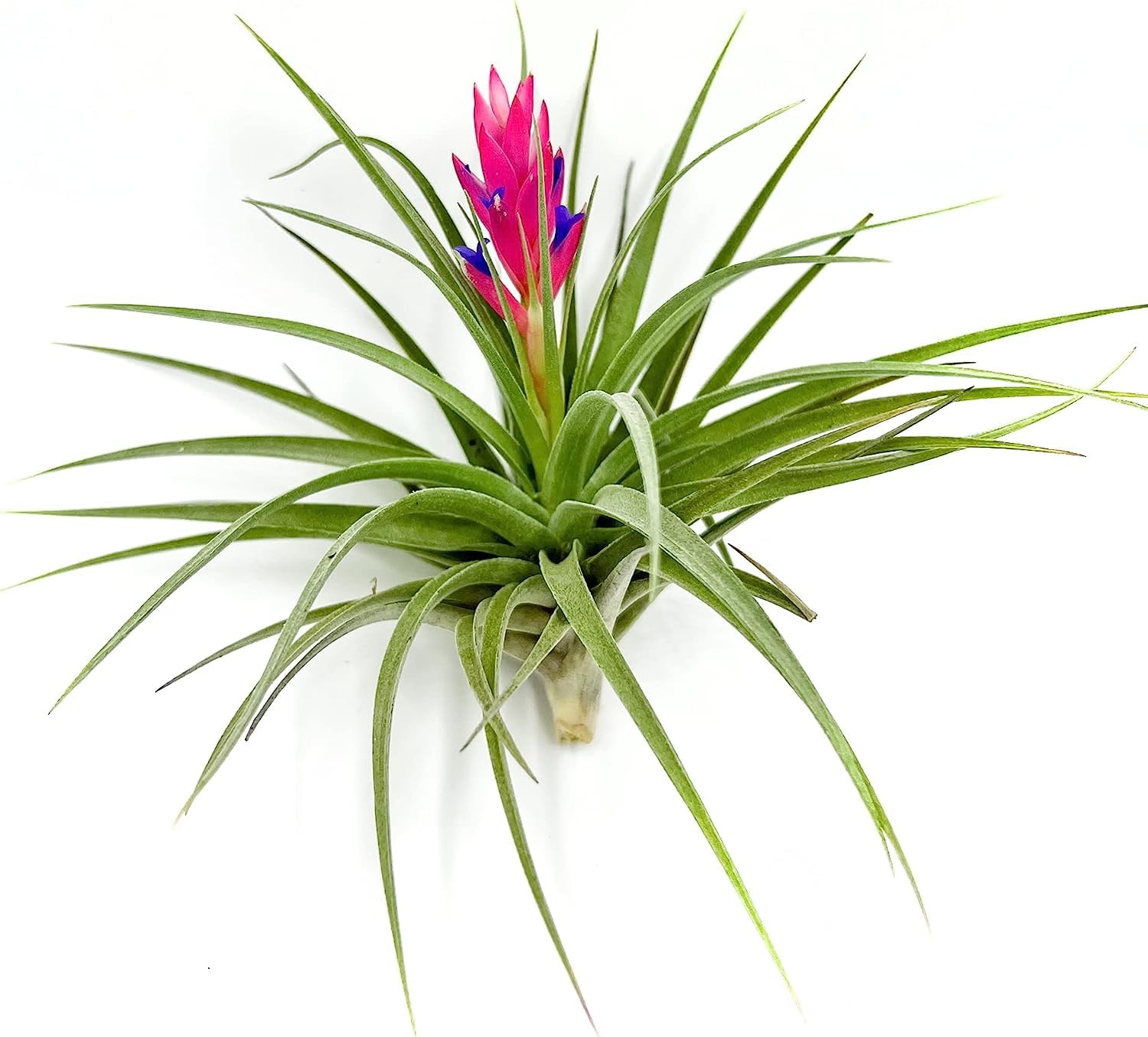 ragnaroc Air Plants - Flowering Tillandsia Stricta Large 5" - 1ct - Live Arrival Guaranteed - House Plants for Home Decor & Gift