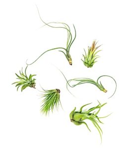 tillandsia air plants live indoor plants (12pk), airplants variety live plant kit, tropical plants live houseplants, air plant live succulents plants live plants indoor house plants by plants for pets