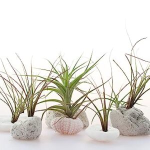 Tillandsia Air Plants Live Indoor Plants (12PK), Airplants Variety Live Plant Kit, Tropical Plants Live Houseplants, Air Plant Live Succulents Plants Live Plants Indoor House Plants by Plants for Pets