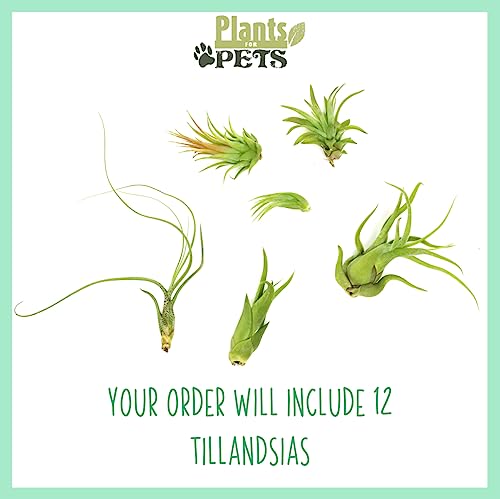 Tillandsia Air Plants Live Indoor Plants (12PK), Airplants Variety Live Plant Kit, Tropical Plants Live Houseplants, Air Plant Live Succulents Plants Live Plants Indoor House Plants by Plants for Pets