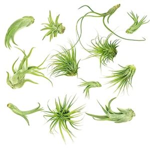 Tillandsia Air Plants Live Indoor Plants (12PK), Airplants Variety Live Plant Kit, Tropical Plants Live Houseplants, Air Plant Live Succulents Plants Live Plants Indoor House Plants by Plants for Pets