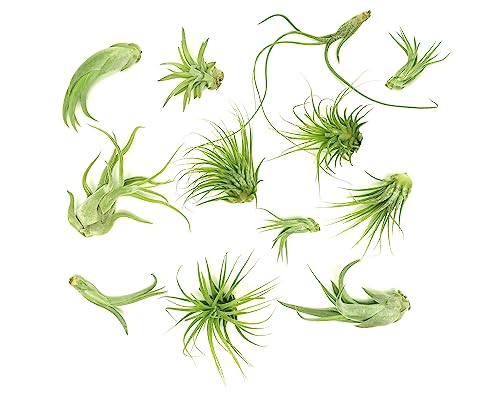 Tillandsia Air Plants Live Indoor Plants (12PK), Airplants Variety Live Plant Kit, Tropical Plants Live Houseplants, Air Plant Live Succulents Plants Live Plants Indoor House Plants by Plants for Pets