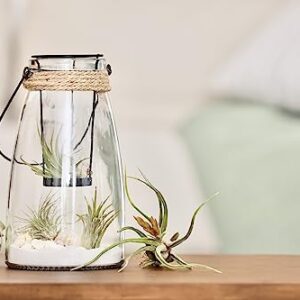 Tillandsia Air Plants Live Indoor Plants (12PK), Airplants Variety Live Plant Kit, Tropical Plants Live Houseplants, Air Plant Live Succulents Plants Live Plants Indoor House Plants by Plants for Pets