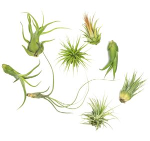 air plant low light house plants box (8pk) tillandsia air plants live houseplants live indoor plants live succulents plants live terrarium plants live, air plant holder airplant kit by plants for pets