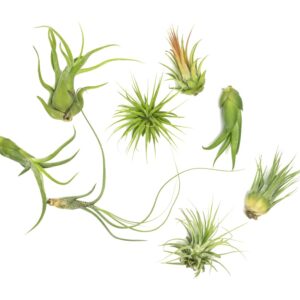 Air Plant Low Light House Plants Box (8PK) Tillandsia Air Plants Live Houseplants Live Indoor Plants Live Succulents Plants Live Terrarium Plants Live, Air Plant Holder Airplant Kit by Plants for Pets