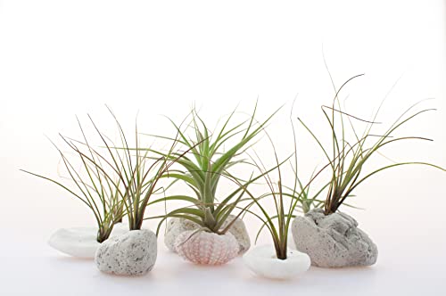 Air Plant Low Light House Plants Box (8PK) Tillandsia Air Plants Live Houseplants Live Indoor Plants Live Succulents Plants Live Terrarium Plants Live, Air Plant Holder Airplant Kit by Plants for Pets