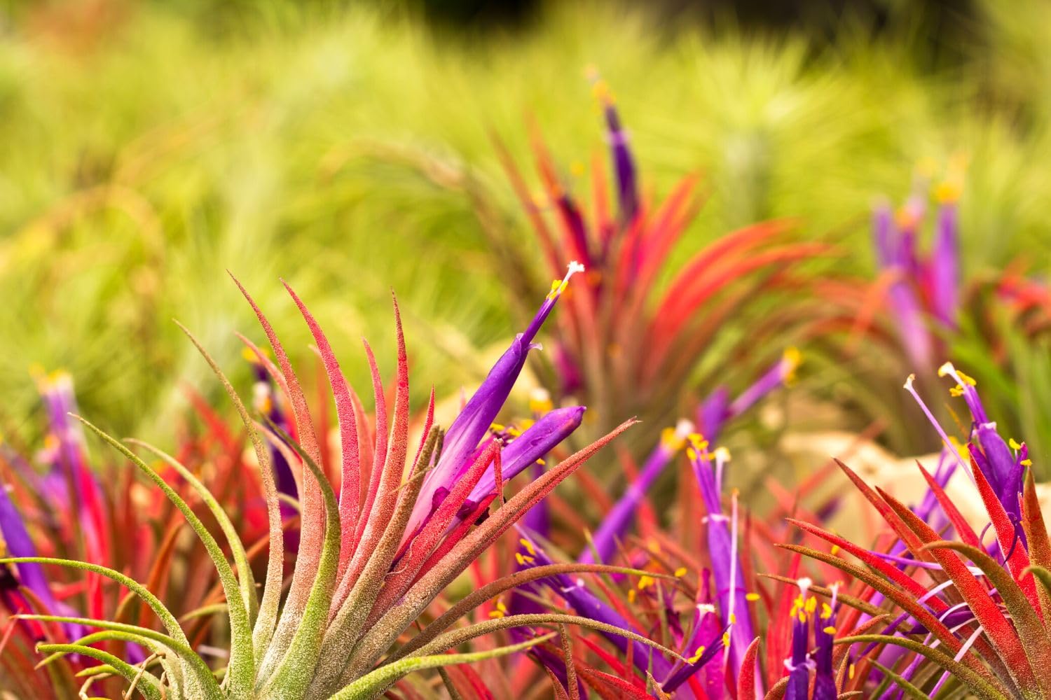 Air Plants Live, 10 Red Tillandsia Air Plants Live Houseplants for Growing Indoors Outdoors, 2 to 3 Inches Tall, Tillandsia Plants Live, Live Air Plants