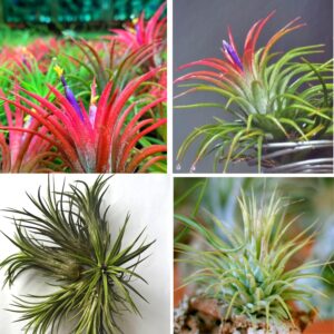 Air Plants Live, 10 Red Tillandsia Air Plants Live Houseplants for Growing Indoors Outdoors, 2 to 3 Inches Tall, Tillandsia Plants Live, Live Air Plants