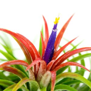 Live Tillandsia Ionantha Fuego 2" - 3" Air Plant Fast Growing, Easy Care, Low Maintenance, Indoor or Outdoor by Awesome Industries (1 Pack Fuego XL)