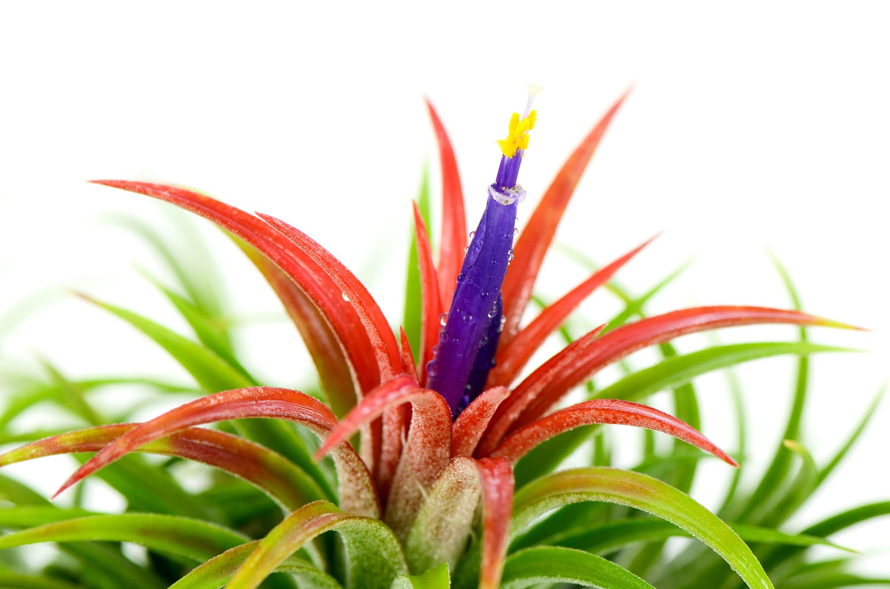 Live Tillandsia Ionantha Fuego 2" - 3" Air Plant Fast Growing, Easy Care, Low Maintenance, Indoor or Outdoor by Awesome Industries (1 Pack Fuego XL)