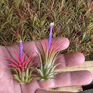 Live Tillandsia Ionantha Fuego 2" - 3" Air Plant Fast Growing, Easy Care, Low Maintenance, Indoor or Outdoor by Awesome Industries (1 Pack Fuego XL)