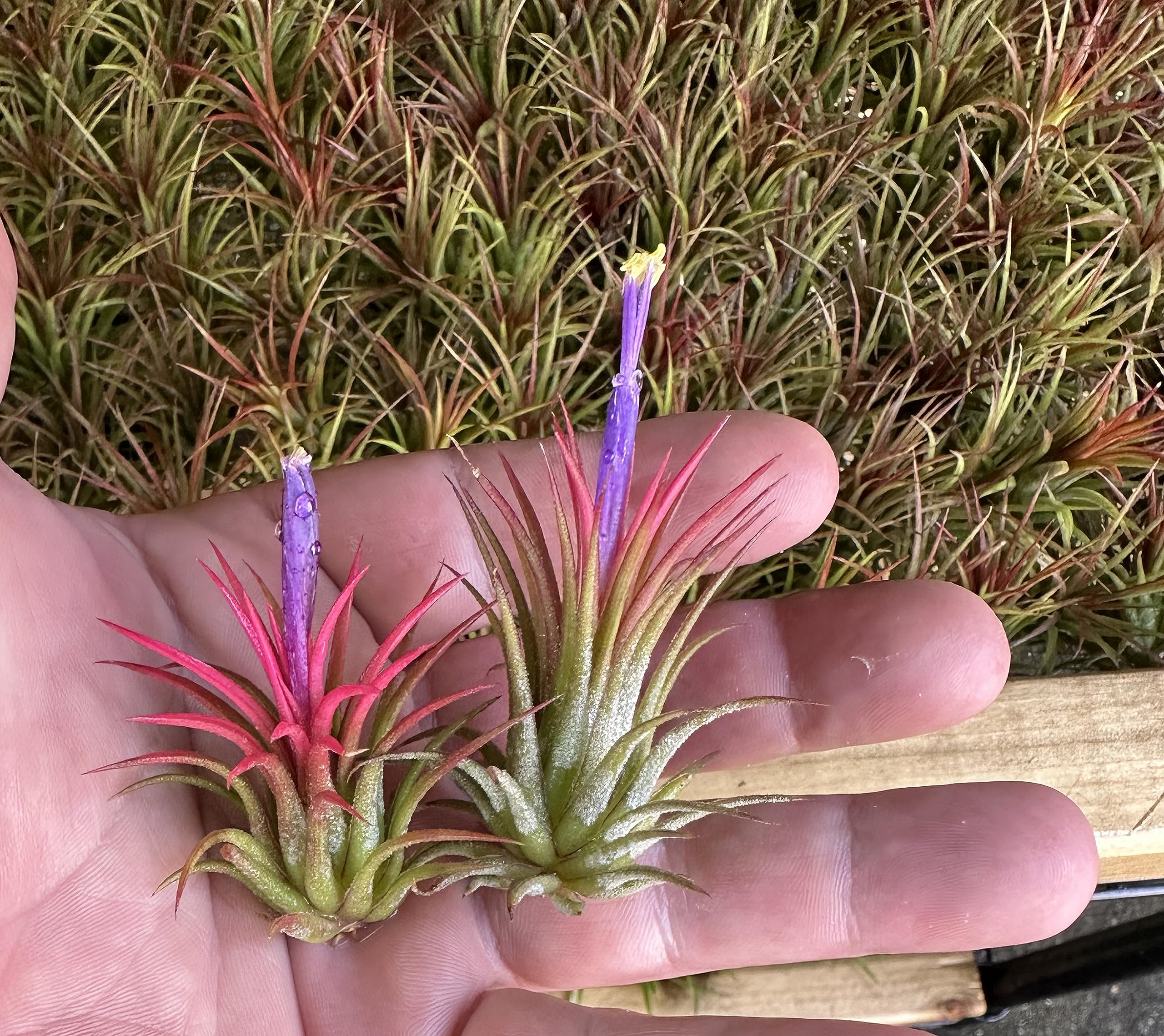 Live Tillandsia Ionantha Fuego 2" - 3" Air Plant Fast Growing, Easy Care, Low Maintenance, Indoor or Outdoor by Awesome Industries (1 Pack Fuego XL)