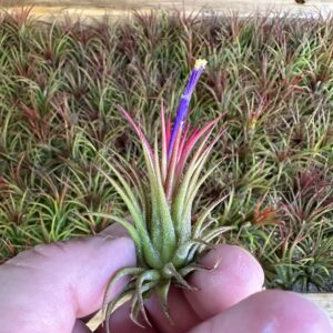 Live Tillandsia Ionantha Fuego 2" - 3" Air Plant Fast Growing, Easy Care, Low Maintenance, Indoor or Outdoor by Awesome Industries (1 Pack Fuego XL)