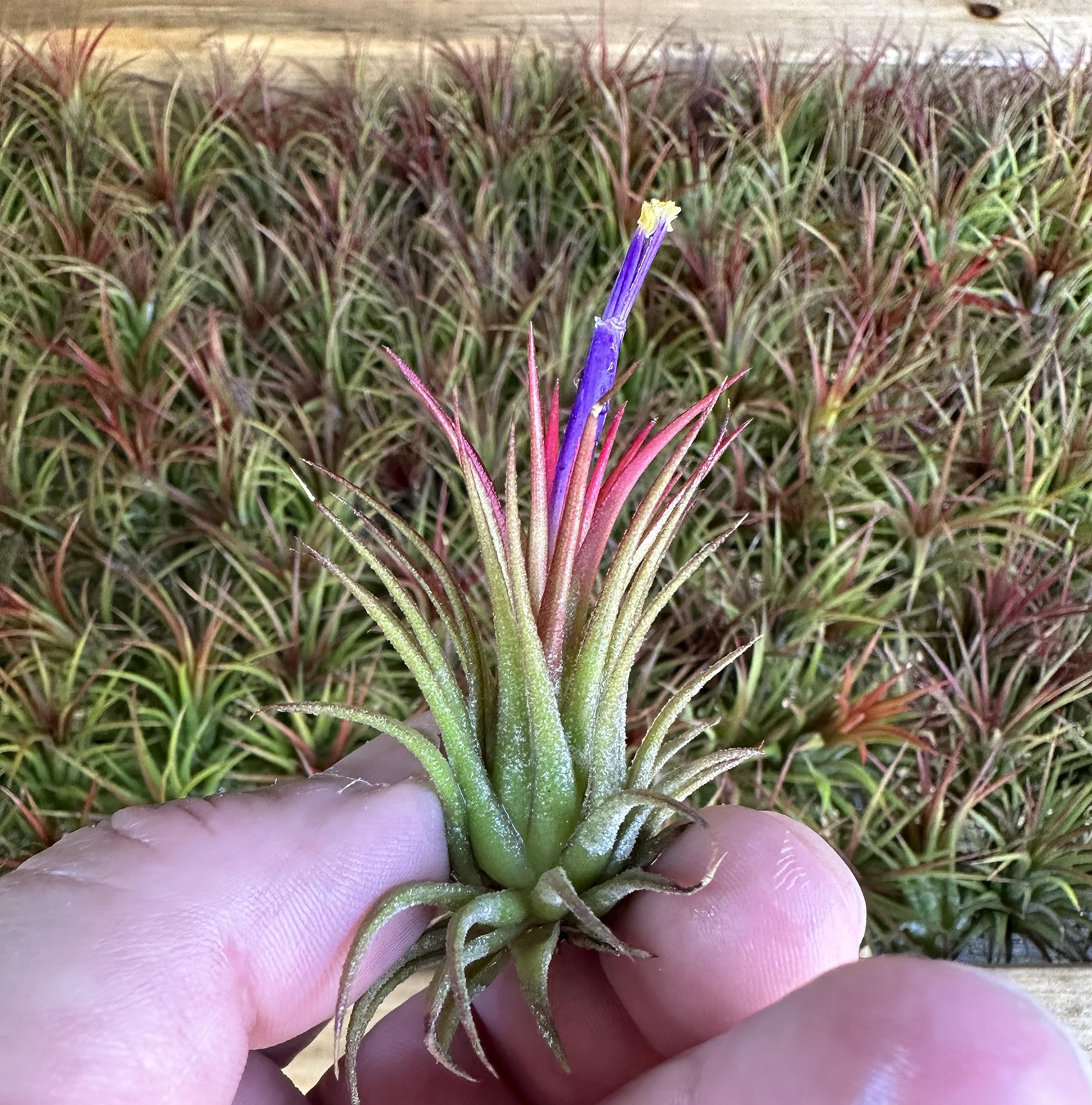 Live Tillandsia Ionantha Fuego 2" - 3" Air Plant Fast Growing, Easy Care, Low Maintenance, Indoor or Outdoor by Awesome Industries (1 Pack Fuego XL)