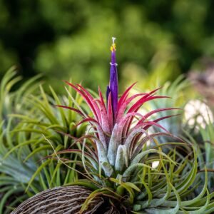 Live Tillandsia Ionantha Fuego 2" - 3" Air Plant Fast Growing, Easy Care, Low Maintenance, Indoor or Outdoor by Awesome Industries (1 Pack Fuego XL)