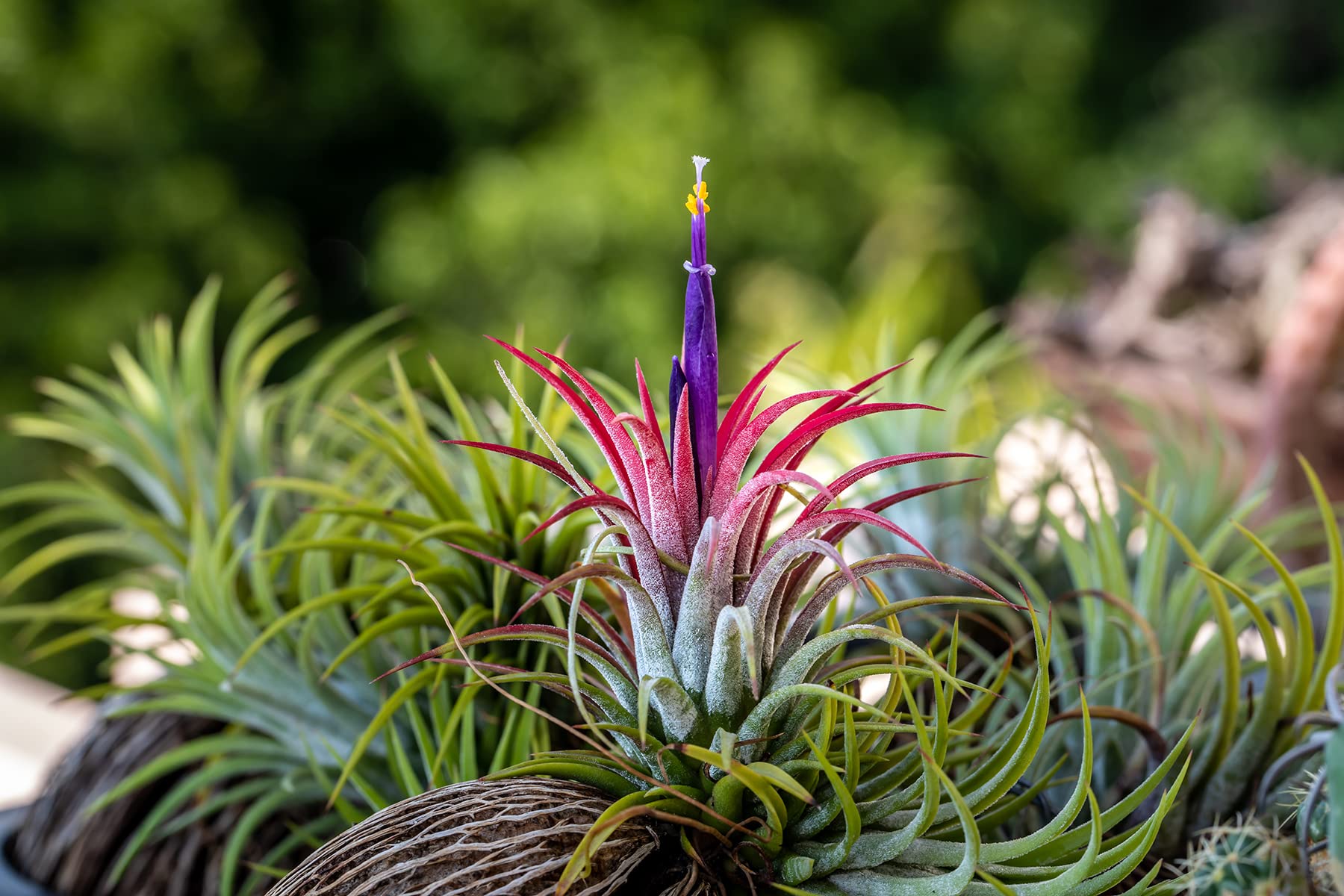 Live Tillandsia Ionantha Fuego 2" - 3" Air Plant Fast Growing, Easy Care, Low Maintenance, Indoor or Outdoor by Awesome Industries (1 Pack Fuego XL)