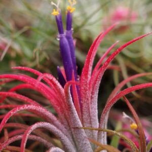 Live Tillandsia Ionantha Fuego 2" - 3" Air Plant Fast Growing, Easy Care, Low Maintenance, Indoor or Outdoor by Awesome Industries (1 Pack Fuego XL)