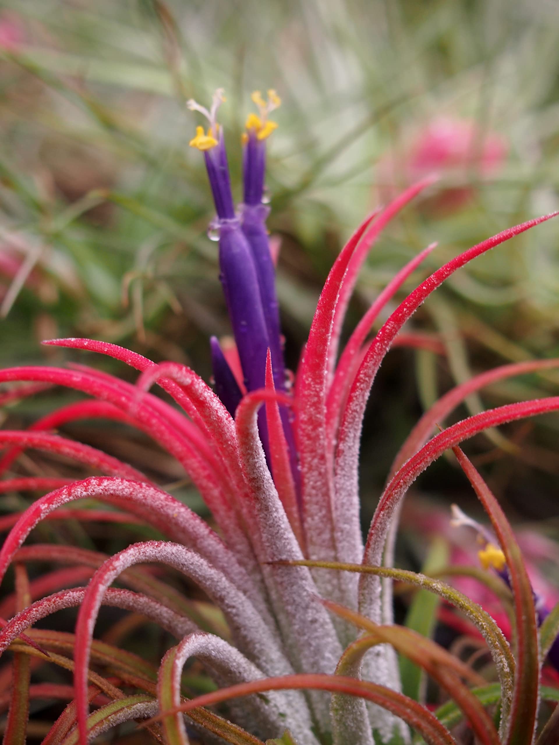 Live Tillandsia Ionantha Fuego 2" - 3" Air Plant Fast Growing, Easy Care, Low Maintenance, Indoor or Outdoor by Awesome Industries (1 Pack Fuego XL)