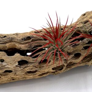 Live Tillandsia Ionantha Fuego 2" - 3" Air Plant Fast Growing, Easy Care, Low Maintenance, Indoor or Outdoor by Awesome Industries (1 Pack Fuego XL)