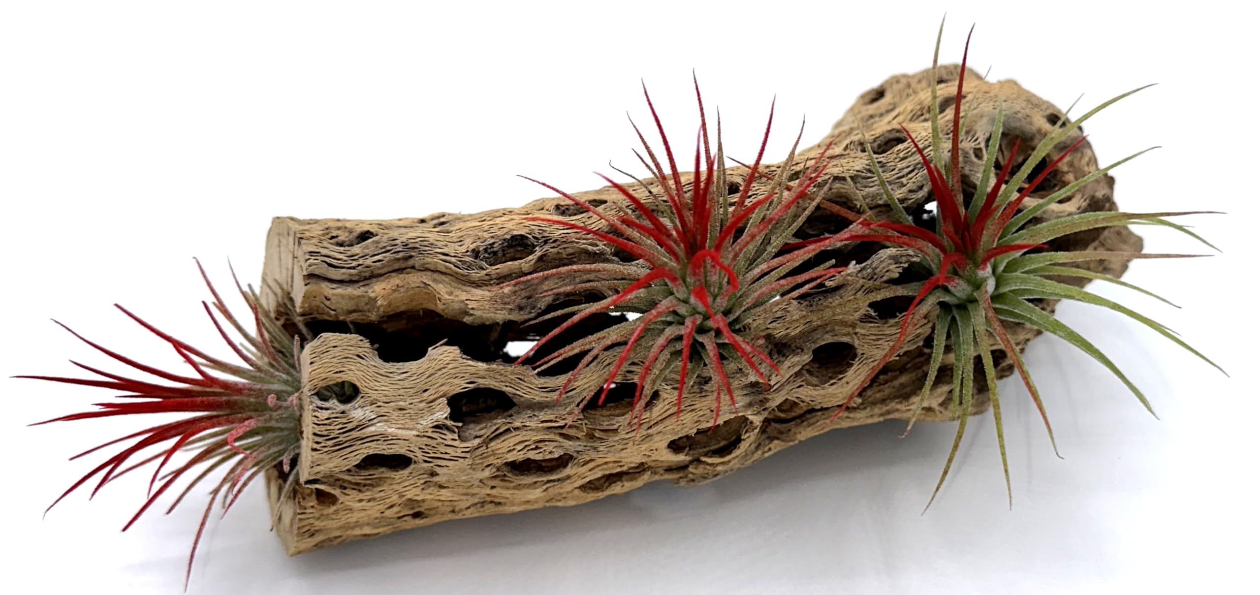 Live Tillandsia Ionantha Fuego 2" - 3" Air Plant Fast Growing, Easy Care, Low Maintenance, Indoor or Outdoor by Awesome Industries (1 Pack Fuego XL)