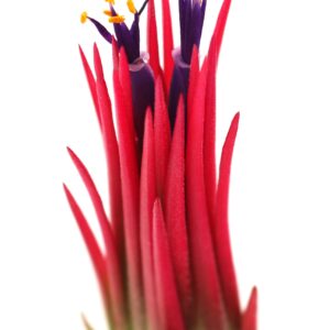 Live Tillandsia Ionantha Fuego 2" - 3" Air Plant Fast Growing, Easy Care, Low Maintenance, Indoor or Outdoor by Awesome Industries (1 Pack Fuego XL)