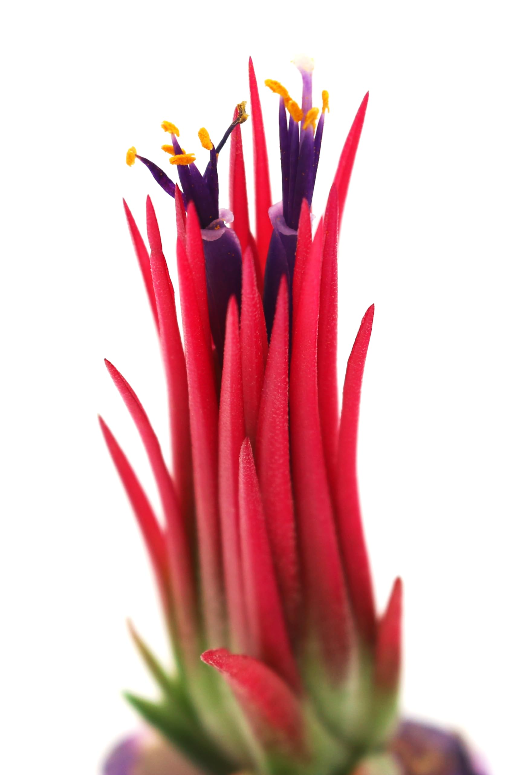 Live Tillandsia Ionantha Fuego 2" - 3" Air Plant Fast Growing, Easy Care, Low Maintenance, Indoor or Outdoor by Awesome Industries (1 Pack Fuego XL)