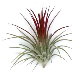 Live Tillandsia Ionantha Fuego 2" - 3" Air Plant Fast Growing, Easy Care, Low Maintenance, Indoor or Outdoor by Awesome Industries (1 Pack Fuego XL)