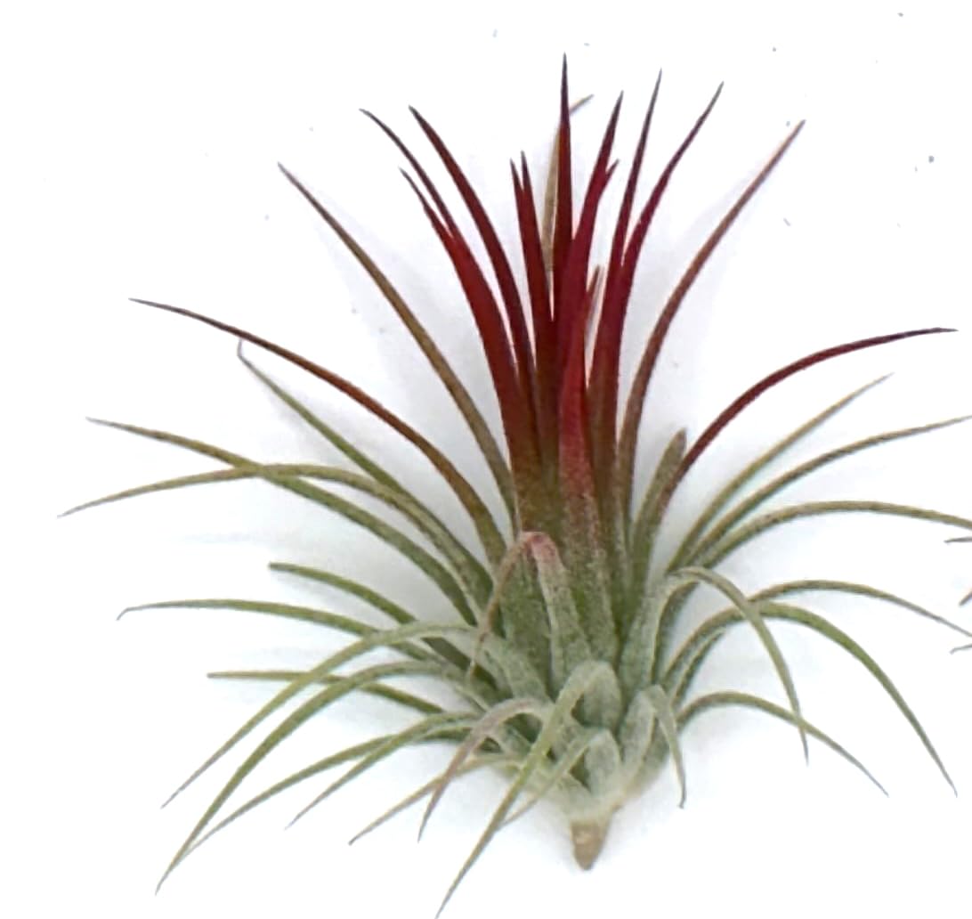 Live Tillandsia Ionantha Fuego 2" - 3" Air Plant Fast Growing, Easy Care, Low Maintenance, Indoor or Outdoor by Awesome Industries (1 Pack Fuego XL)