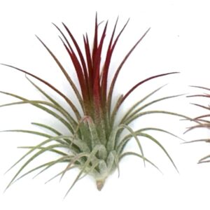 Live Tillandsia Ionantha Fuego 2" - 3" Air Plant Fast Growing, Easy Care, Low Maintenance, Indoor or Outdoor by Awesome Industries (1 Pack Fuego XL)