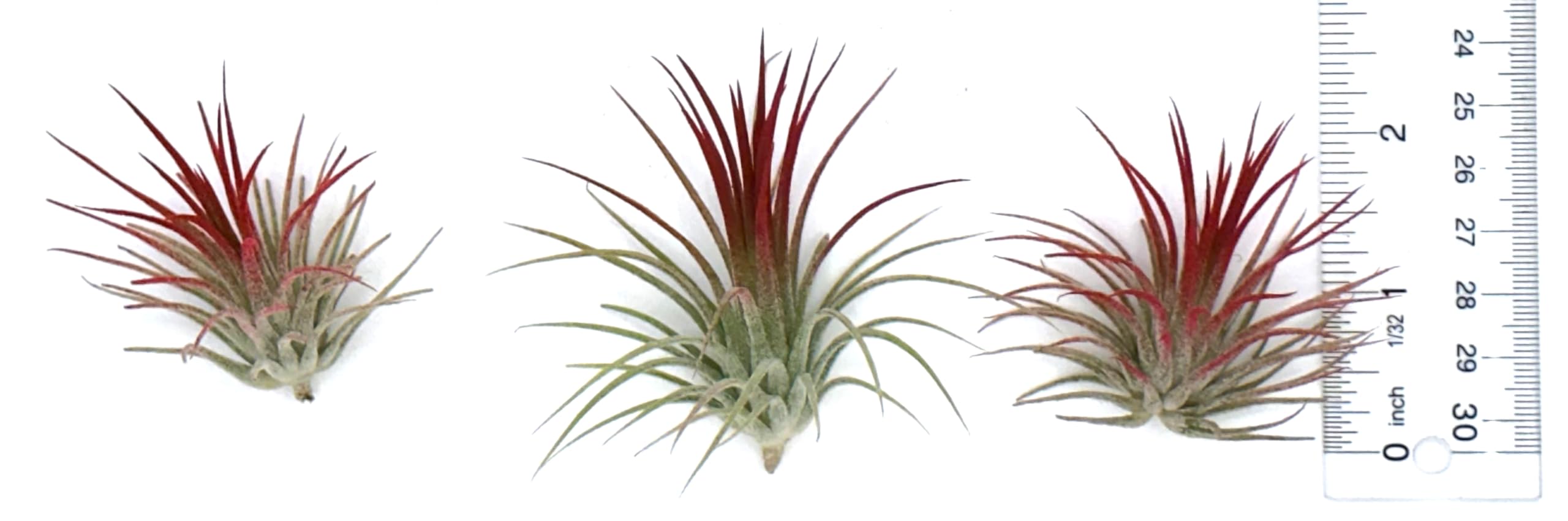 Live Tillandsia Ionantha Fuego 2" - 3" Air Plant Fast Growing, Easy Care, Low Maintenance, Indoor or Outdoor by Awesome Industries (1 Pack Fuego XL)