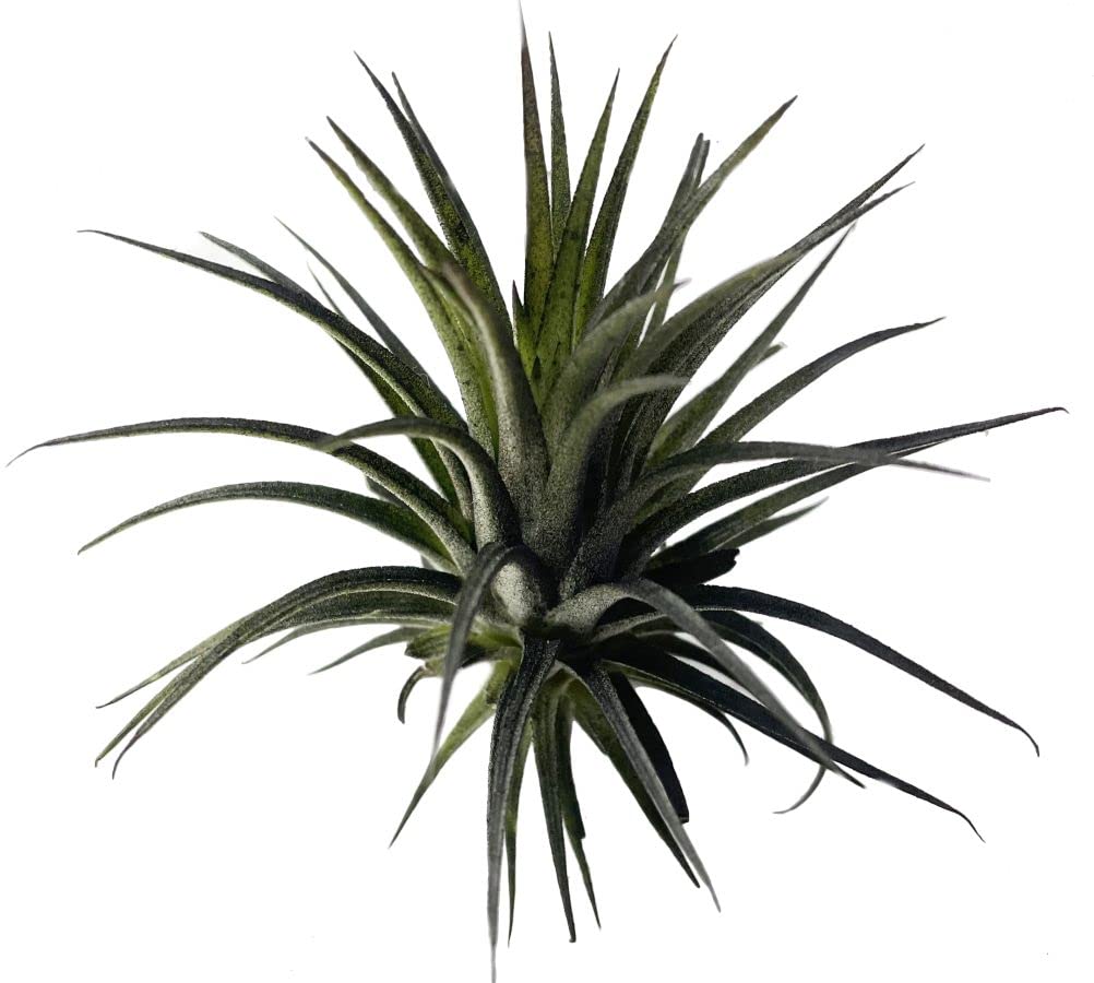 Ionantha Guatemala Tillandsia Air Plant, Guatemala Tillandsia Live Airplant, Healthy Arrival Guaranteed, Great Indoor Plant (Black)