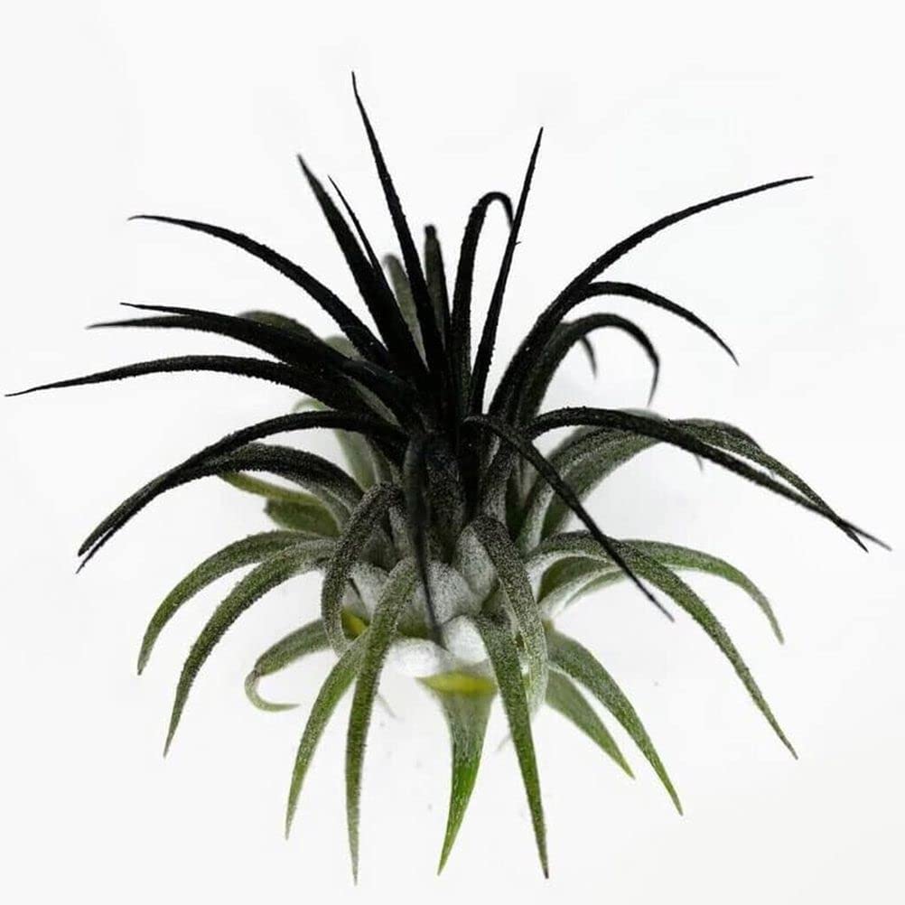 Ionantha Guatemala Tillandsia Air Plant, Guatemala Tillandsia Live Airplant, Healthy Arrival Guaranteed, Great Indoor Plant (Black)