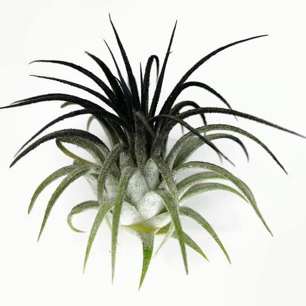 Ionantha Guatemala Tillandsia Air Plant, Guatemala Tillandsia Live Airplant, Healthy Arrival Guaranteed, Great Indoor Plant (Black)