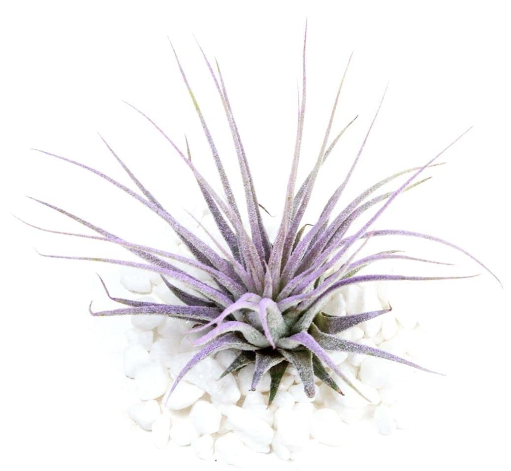 Air Plants Ionantha - Colors and Shape Varies Due to Seasonality-Live Tillandsia Succulent House Plants - Home and Garden Decor-Easy Care Plants (Purple)