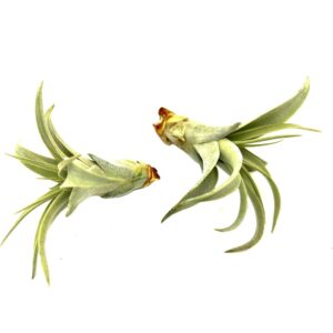 ragnaroc Live Air Plant - Tillandsia Xerographica Pup, Regular 2-4” – 1 ct - Ideal for Gifts & Presents, Live Indoor Plants & Live House-Plants – Live Plants for Home décor