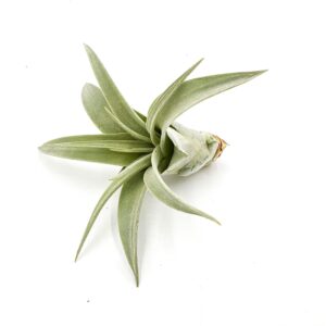 ragnaroc Live Air Plant - Tillandsia Xerographica Pup, Regular 2-4” – 1 ct - Ideal for Gifts & Presents, Live Indoor Plants & Live House-Plants – Live Plants for Home décor