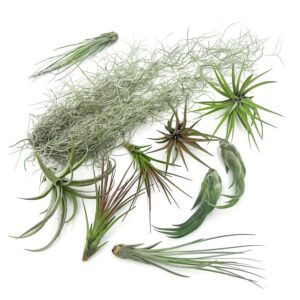 ragnaroc live air plants - tillandsia gift box tor variety pack - 10 count large 3-5 inches – live indoor plants & live 15 inch spanish moss – live plants for home décor, live arrival guaranteed