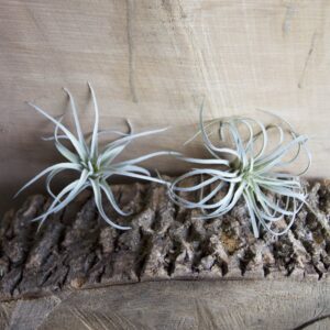 CHIVE Artificial Air Plants — Bulk Set of 5, Small — Ultra Realistic Fake Tillandsia Bromeliad Plants — Decorative Faux Succulents for Home & Office Decor — No Care Needed!