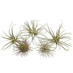 CHIVE Artificial Air Plants — Bulk Set of 5, Small — Ultra Realistic Fake Tillandsia Bromeliad Plants — Decorative Faux Succulents for Home & Office Decor — No Care Needed!